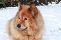 kschnee (16)